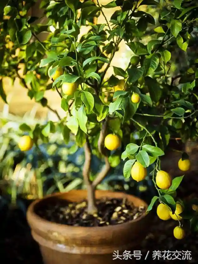 阳台、院子的11种盆栽水果，种几颗就能省下几百块卖水果钱
