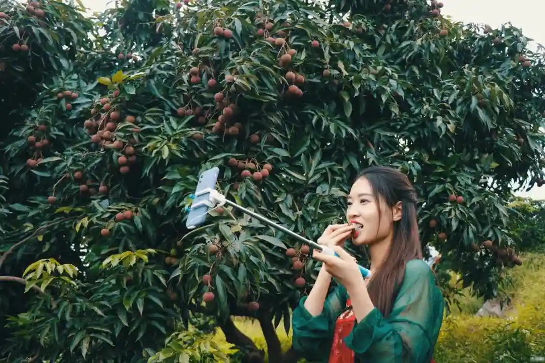 水果主播们的专业修炼