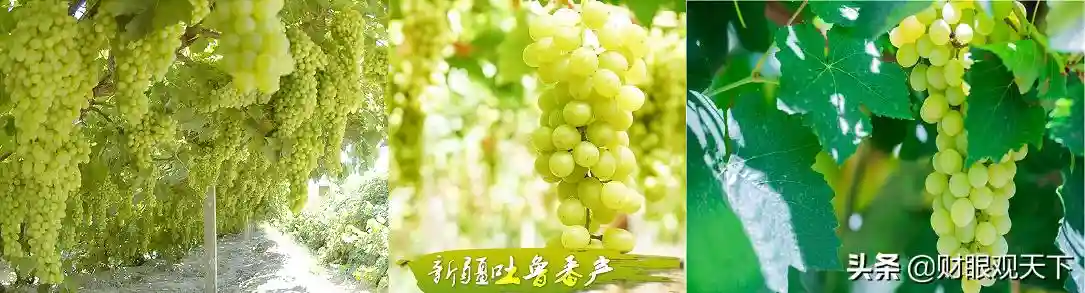 不能错过的新疆水果（五）