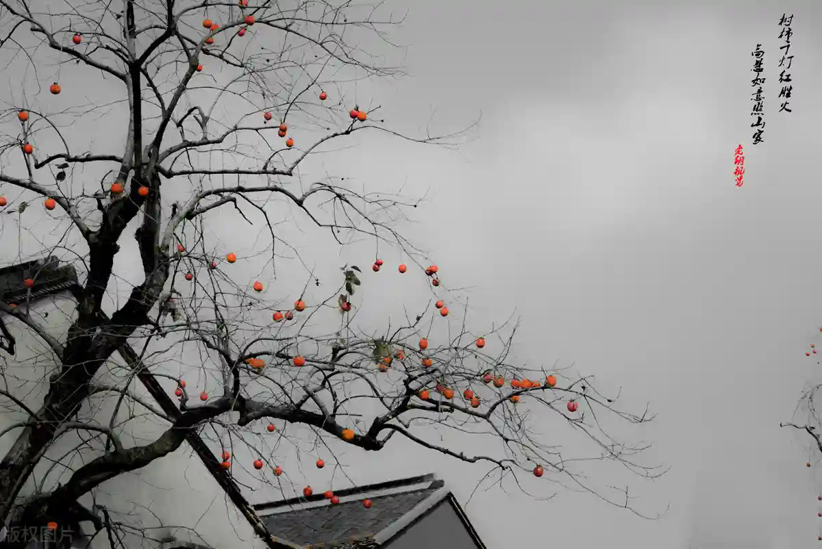 柿，一种极其“中国”的水果