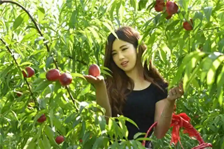 山东有什么特产水果最有名？山东十大最有名的水果，你吃过几种？