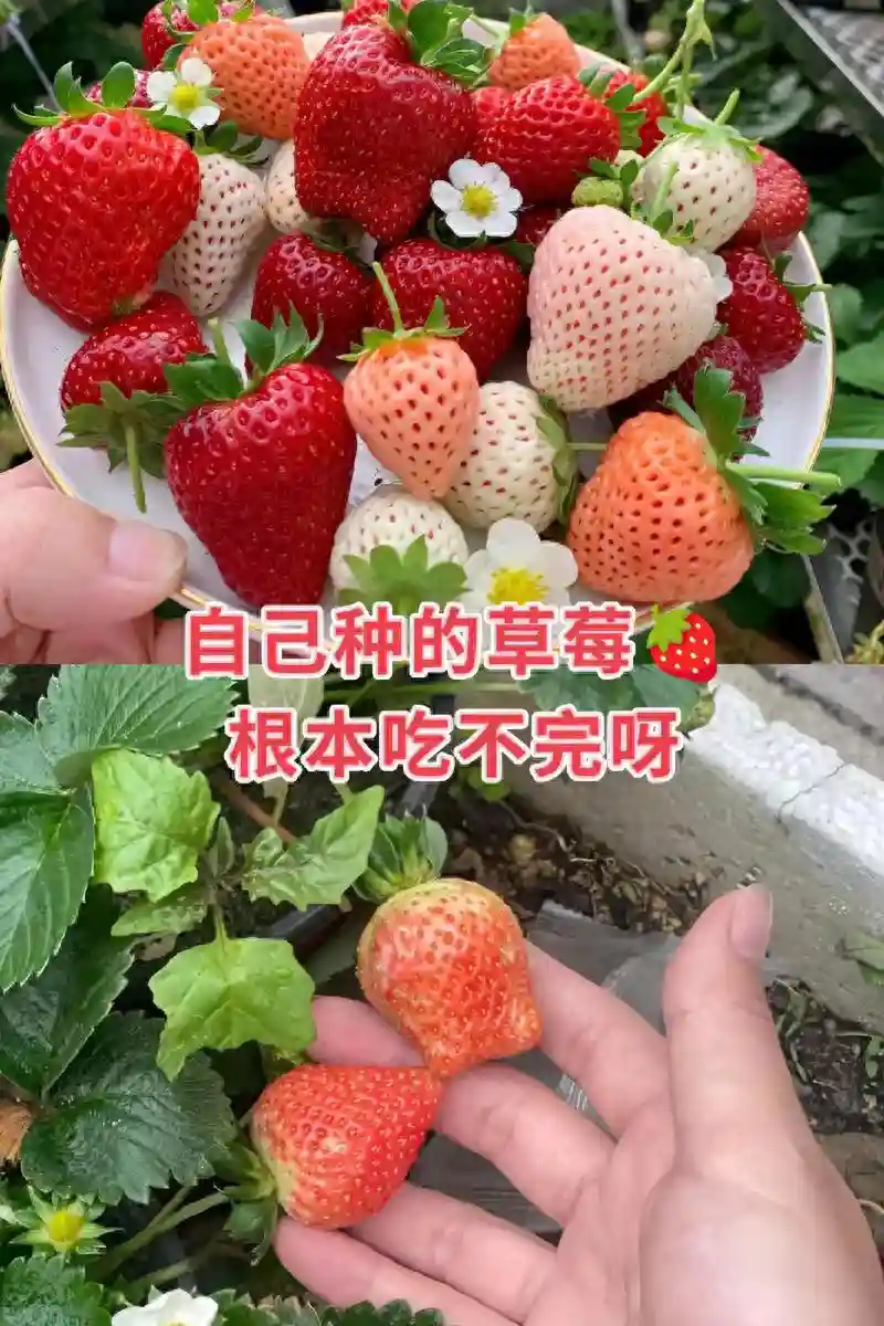 家里也能种水果，这5种美味水果，种阳台上，果子多颜值高又营养