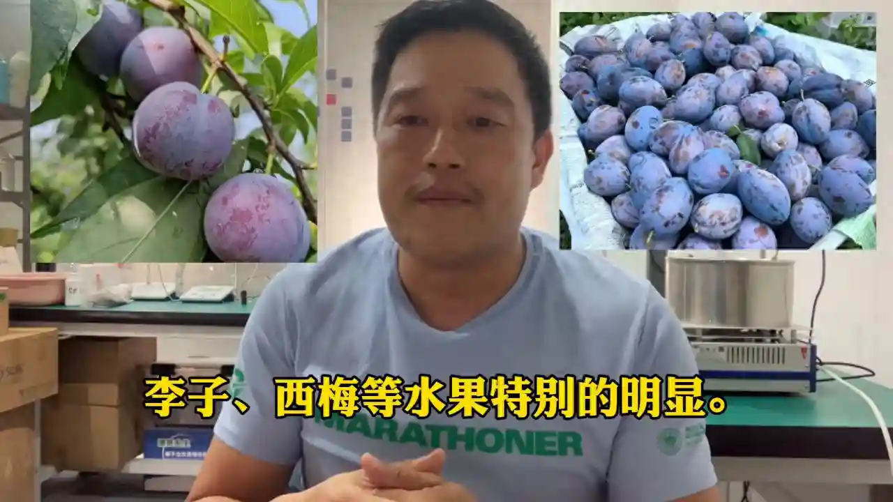 水果表皮上的果粉，是水果自身分泌出来的一种白色粉末状物质