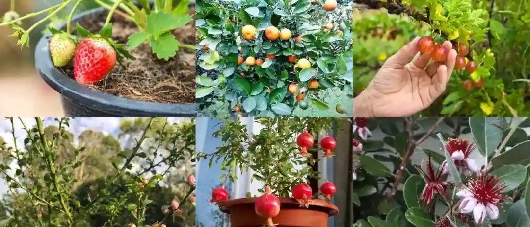 阳台盆栽水果大搜罗，可以养在花盆里的水果，附新手养护全指南