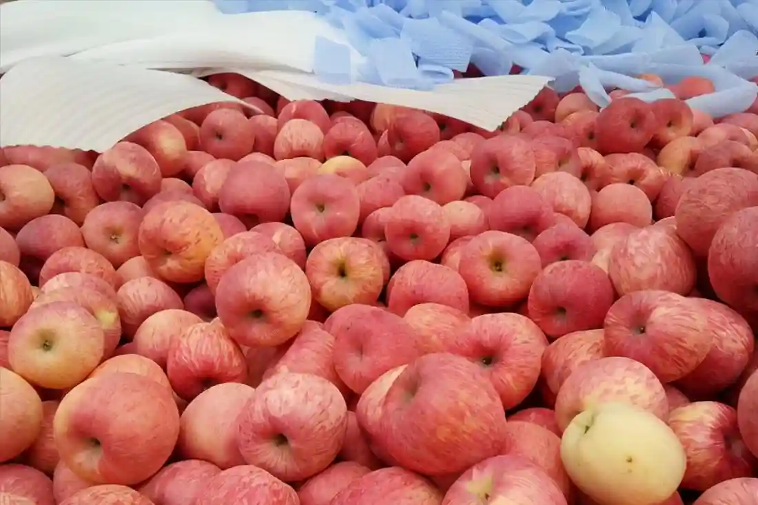 时令水果和大棚水果八仙过海，冷库苹果被迫降价走货，行情冷淡