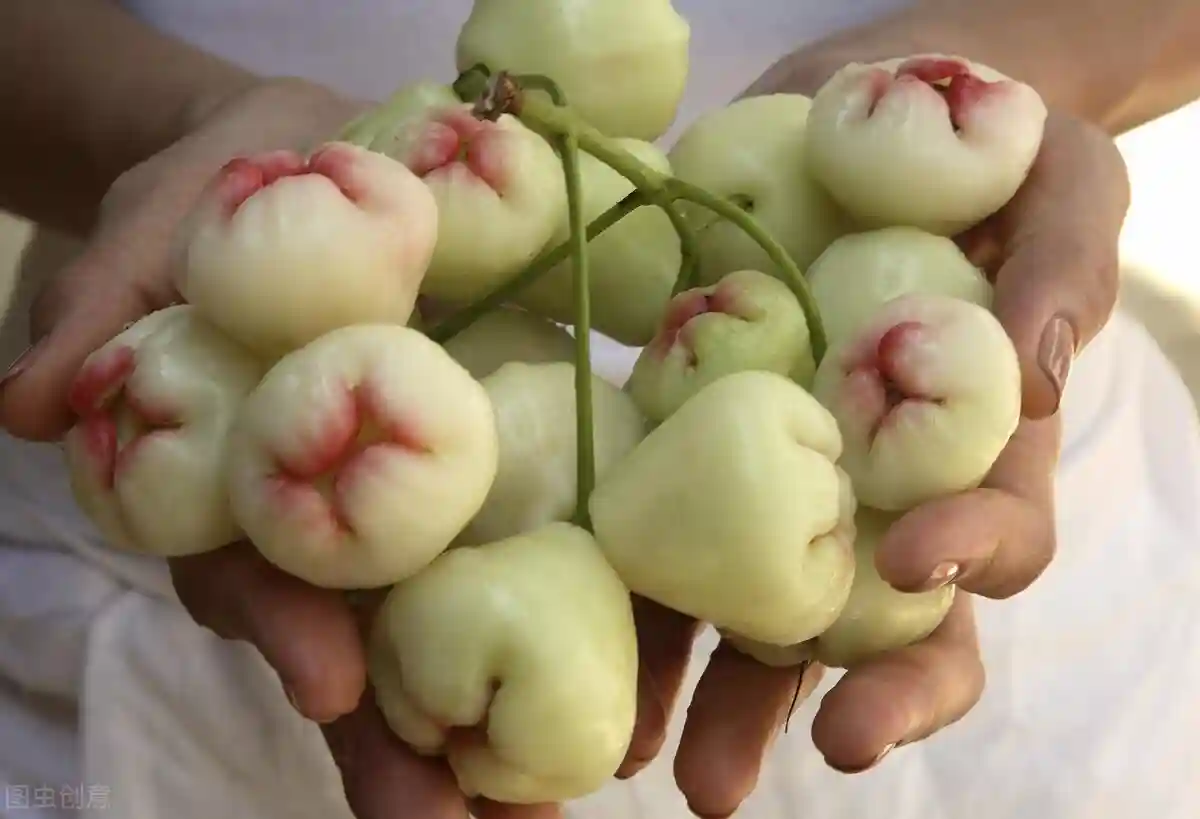 中国哪里的热带水果最多？