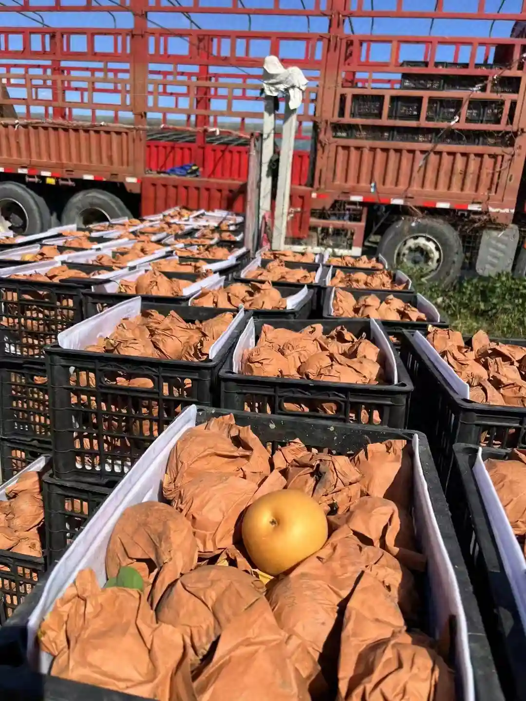 贵价水果秋月梨跌落神坛