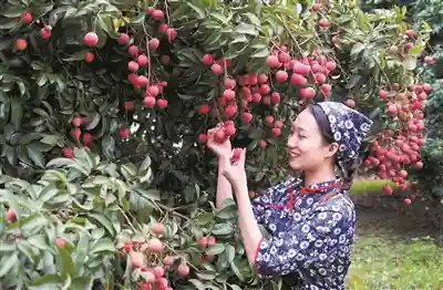广东水果进入产销“黄金月”