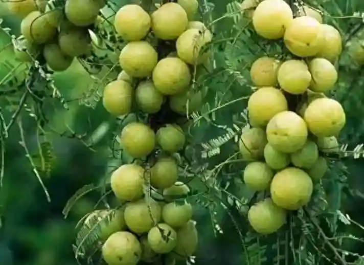 您知道有一种水果叫“温勃”吗？