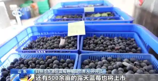 抢“鲜”上市！多地水果喜获丰收