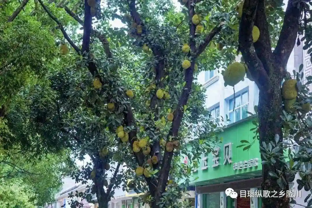 今晚7点，陇川免费发水果啦！