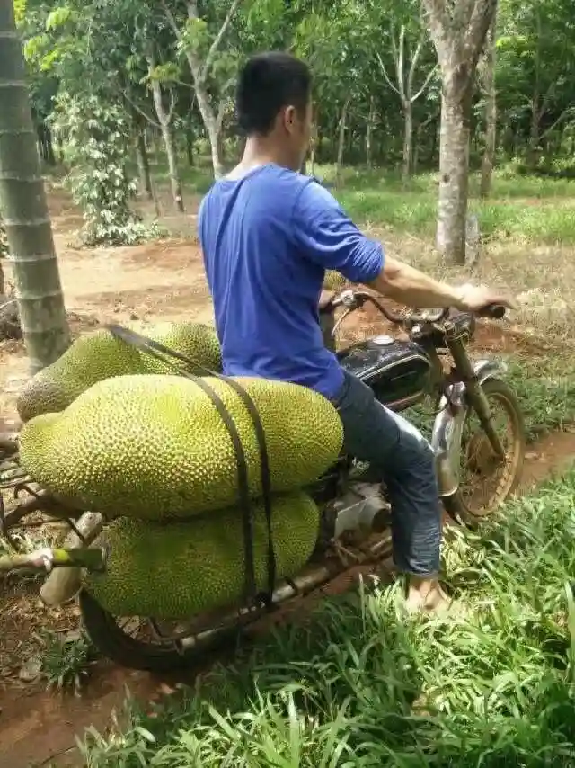 世界上最大的水果，没有之一