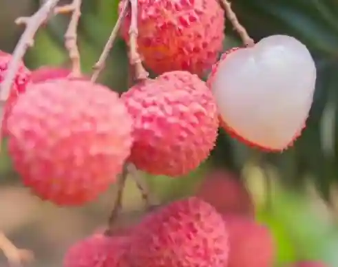 广东特色水果，你知道几种呢……
