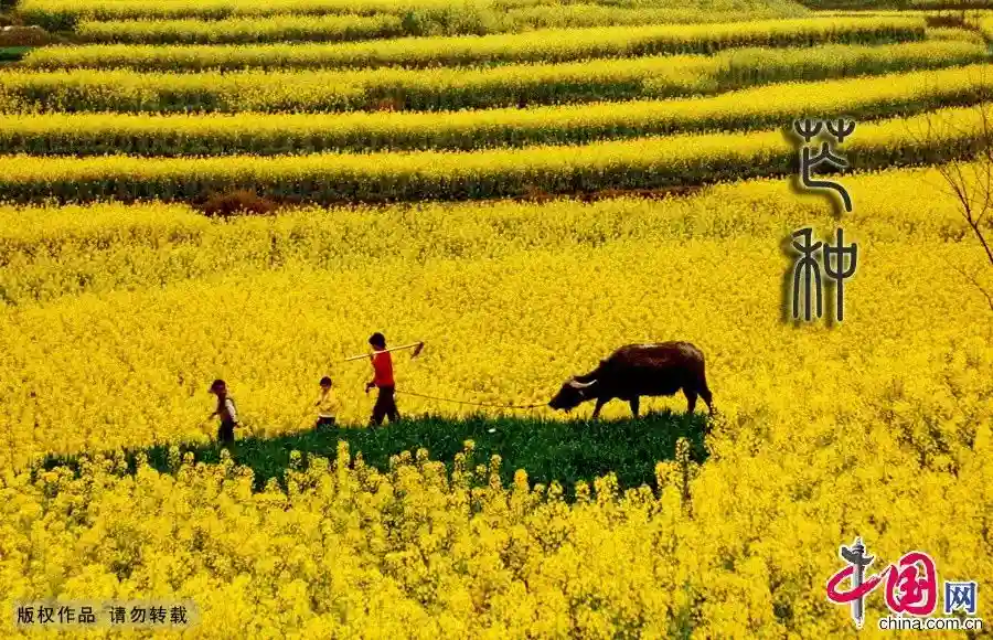 芒种丨八种当季水果别错过