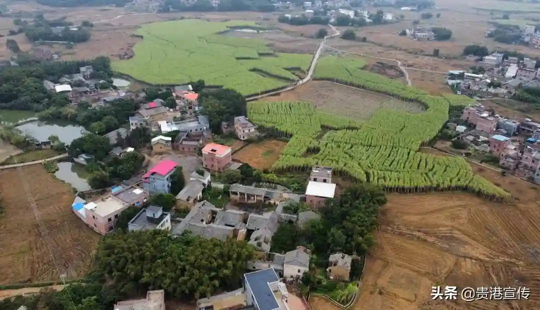 在贵港，有一种“水果”叫白玉蔗
