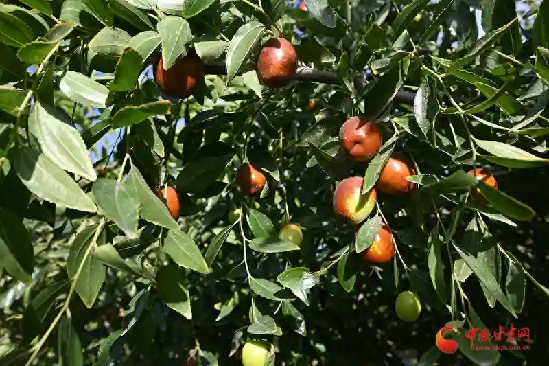 敦煌：种植水果枣 走出致富路