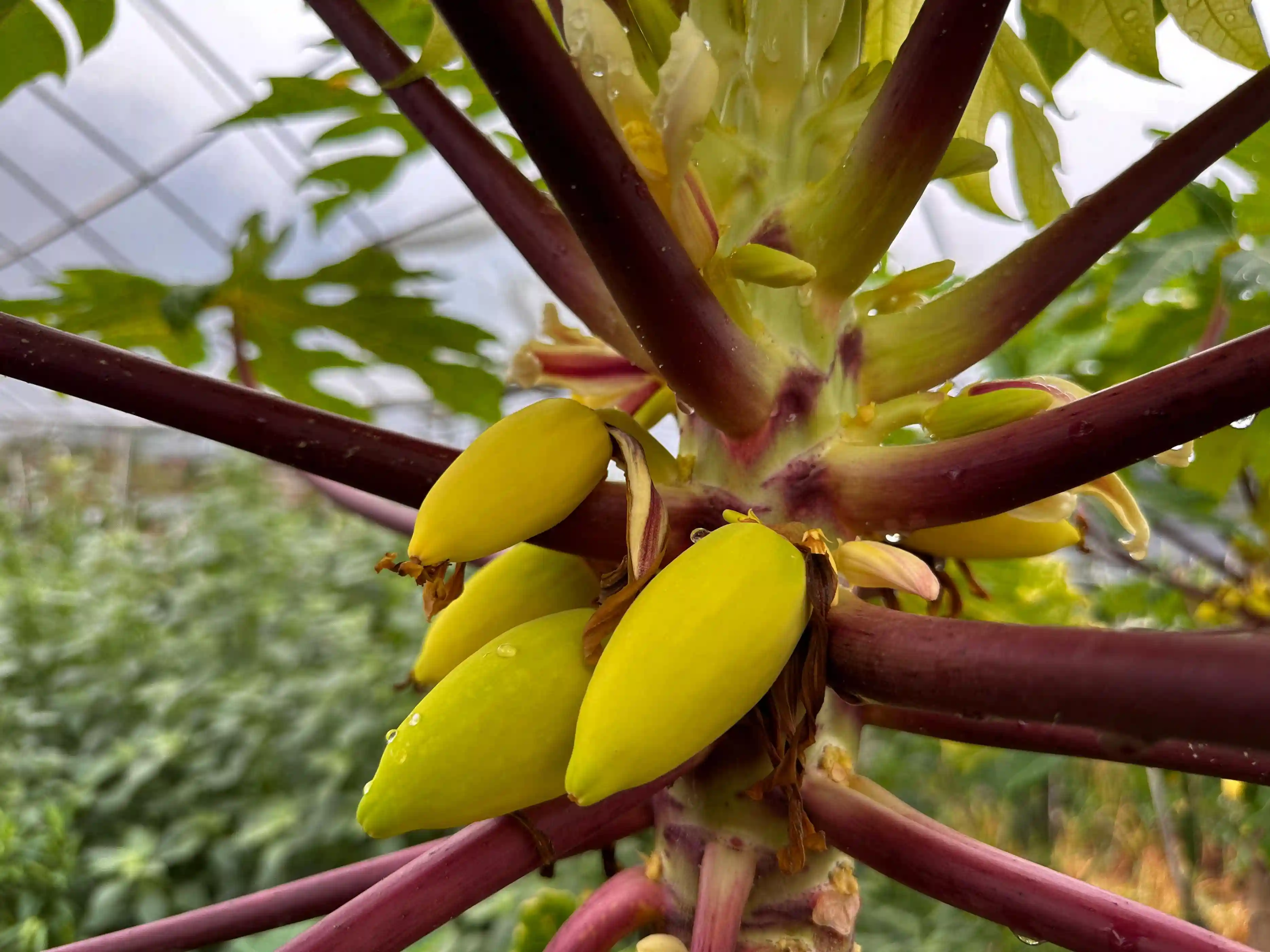 热带水果木瓜扎根金堂竹篙