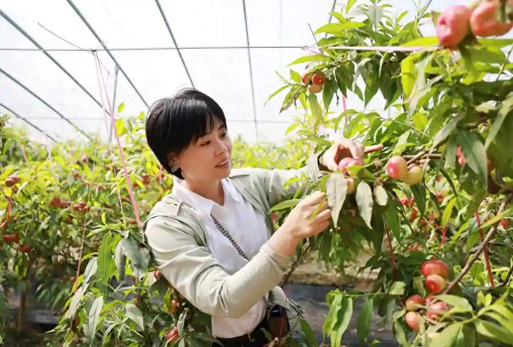 河北广宗：错季水果助农增收