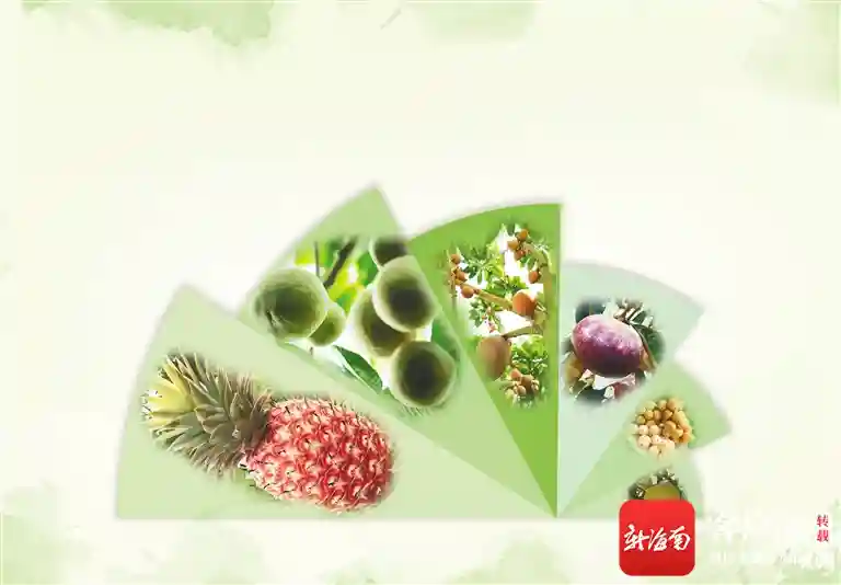 海南周刊 | 海南水果新秀登场！