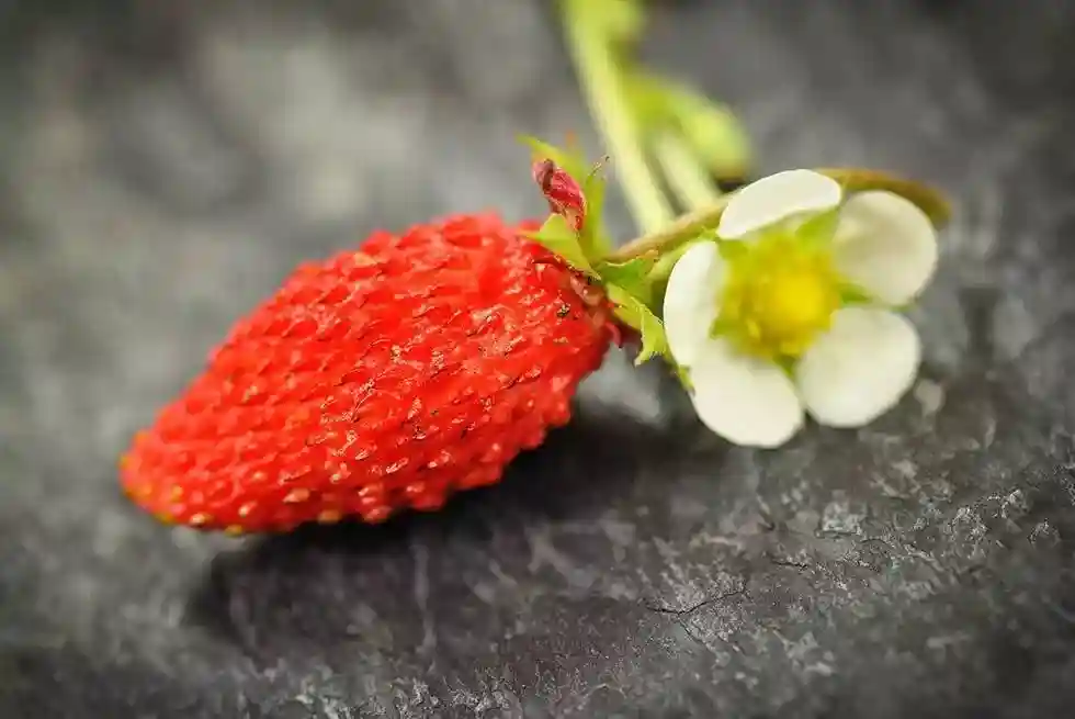 除了草莓，还有什么水果叫做Berry？