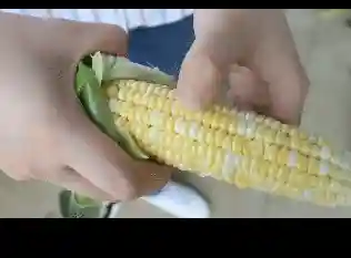 比西瓜还甜的水果玉米上市了