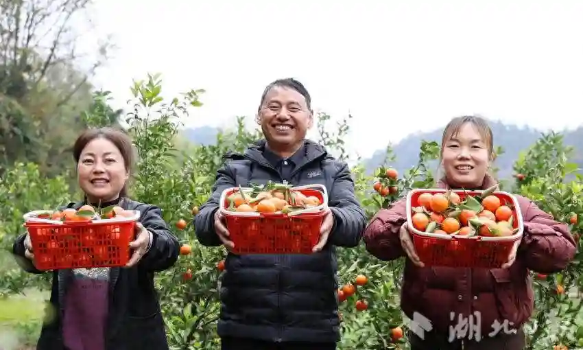 远安：精品小水果冬日“抢鲜”上市