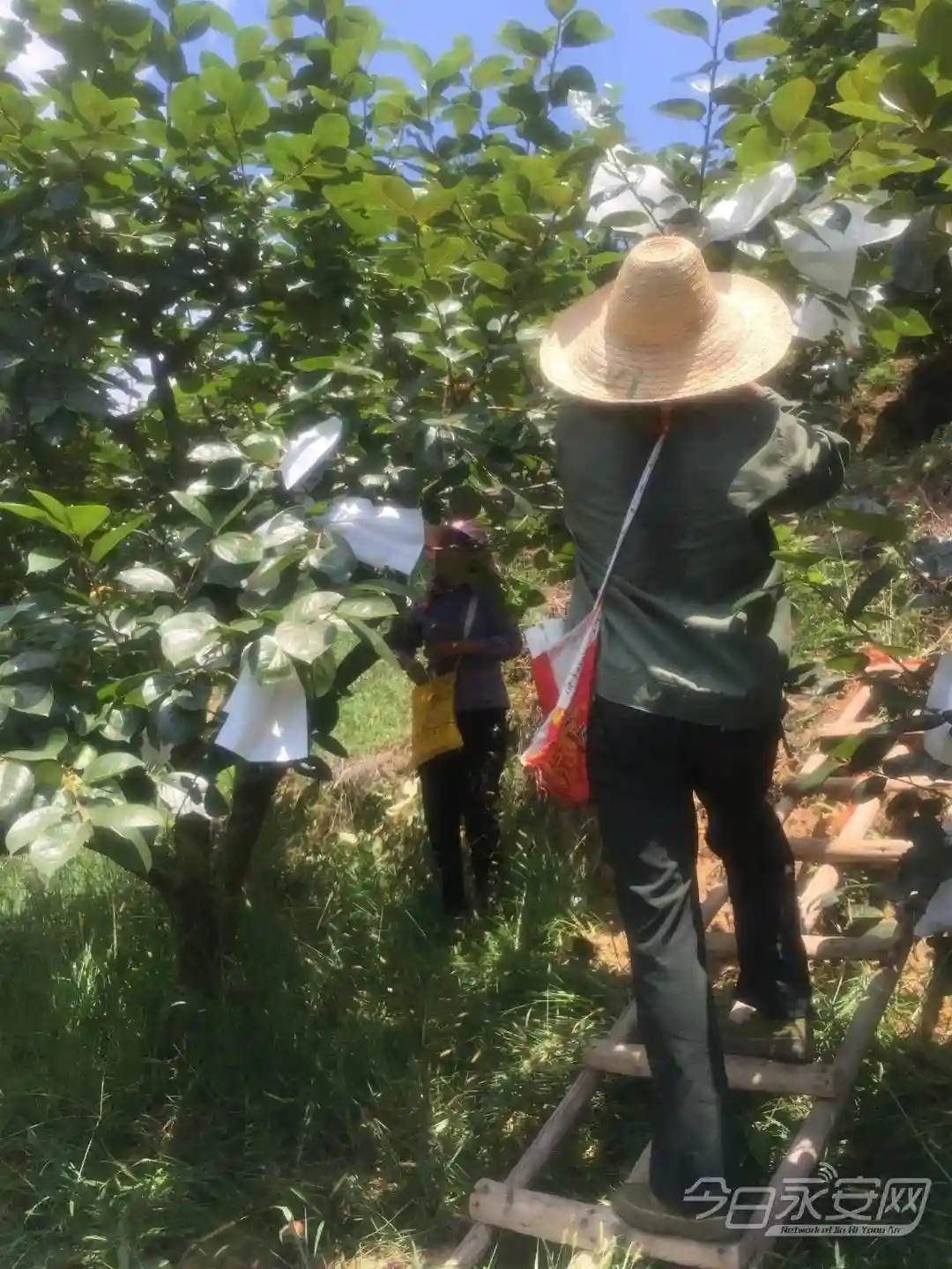 西洋镇：“水果新贵”太秋甜柿上市