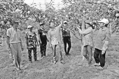 早金酥梨，错峰上市的水果新贵！