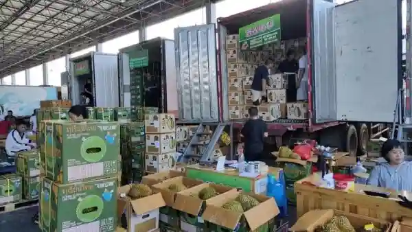 这种水果大量上市！价格跌至谷底