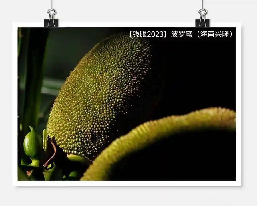 【钱眼2023】菠萝蜜：世界上最大的水果