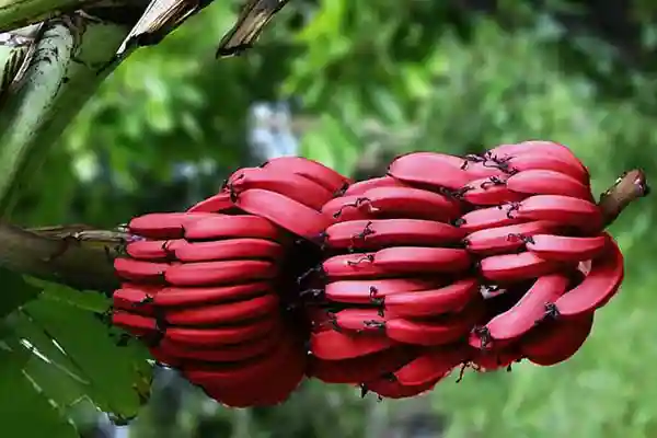 世界十大最贵的水果，你见过几种？