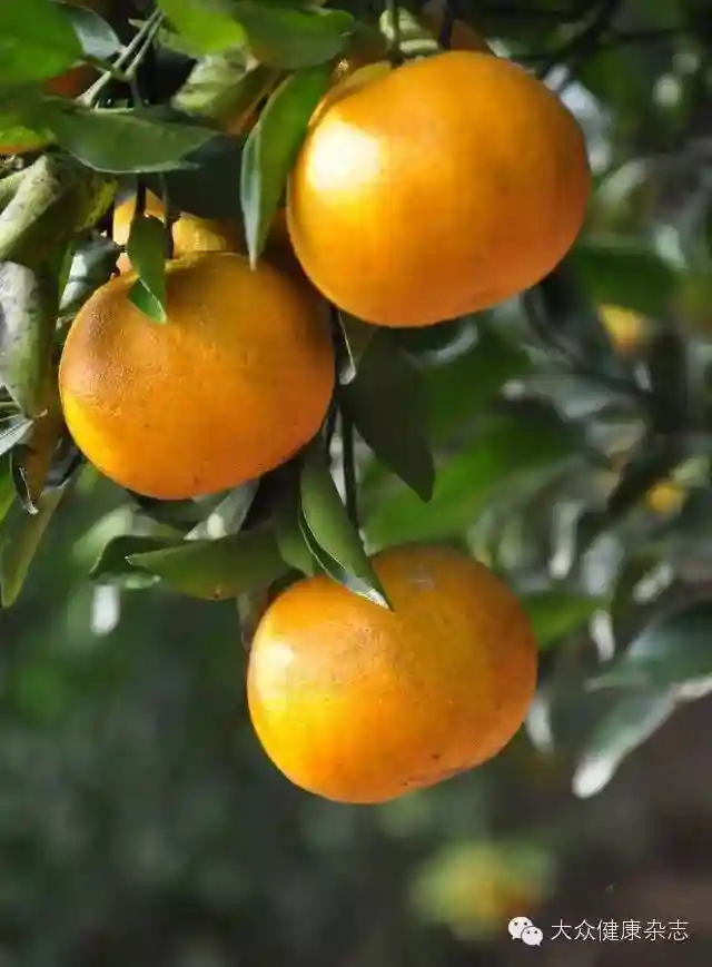 每日推荐 | 防癌食物之——柑橘类水果