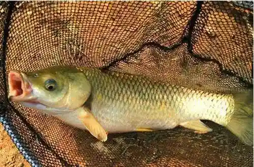 秘制水果发酵饵，专攻水库大草鱼!