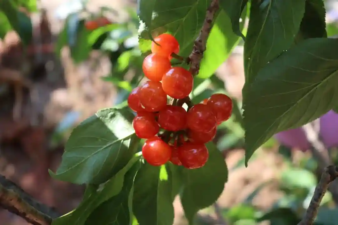 四月，除了"恩桃儿"，这些水果也熟了
