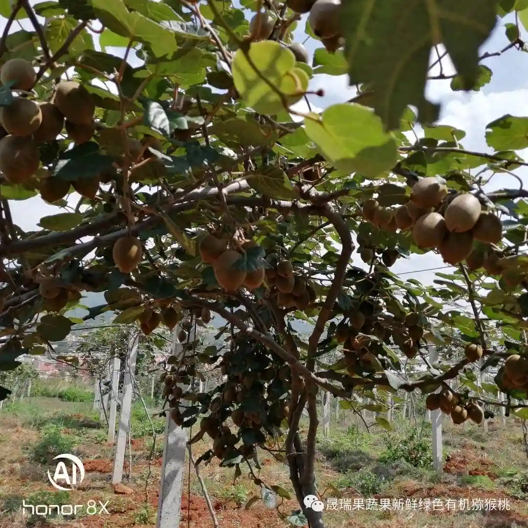 水果之王，VC之冠—晟瑞果蔬猕猴桃