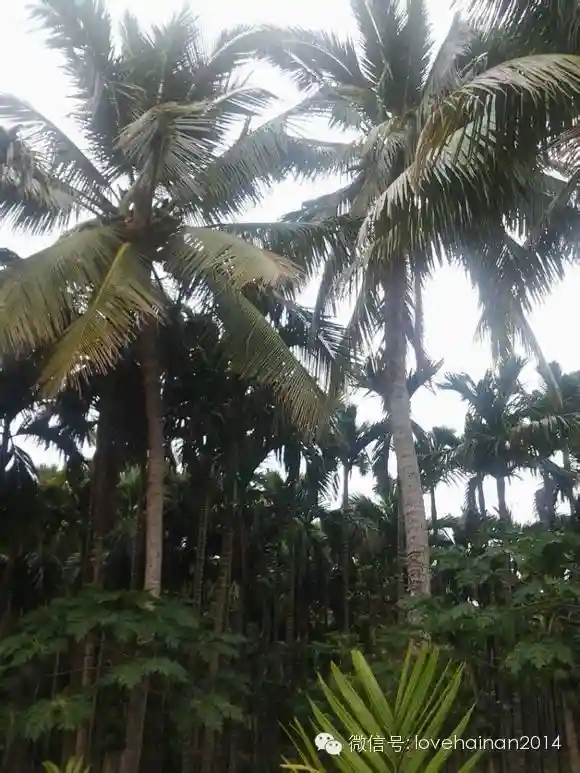 我去，这才是海南最全的水果介绍！