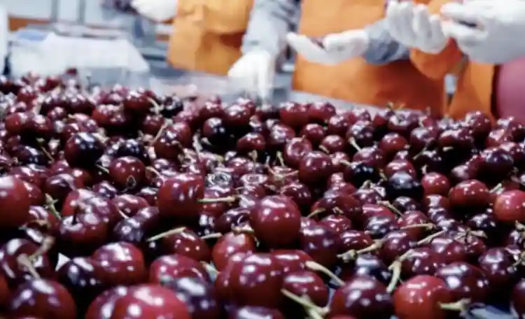 进口水果入沪，最少要做88个监测