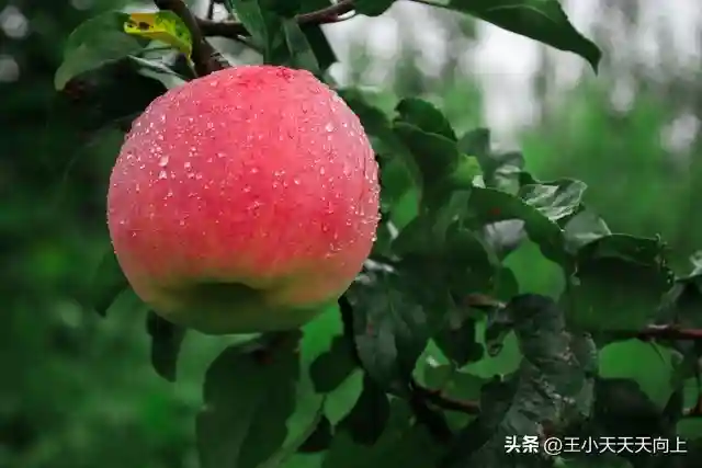 河南特产之水果篇，我建议这2种