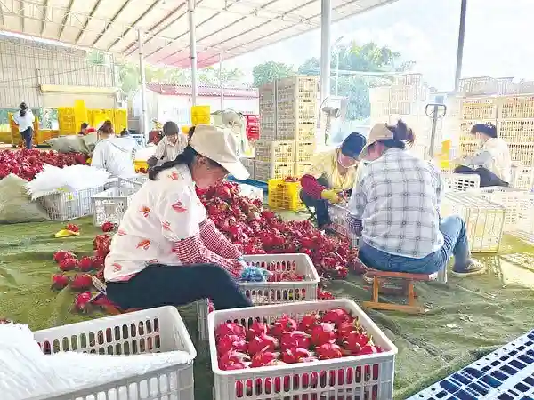 这些特色水果争“鲜”上市，你最爱哪款？