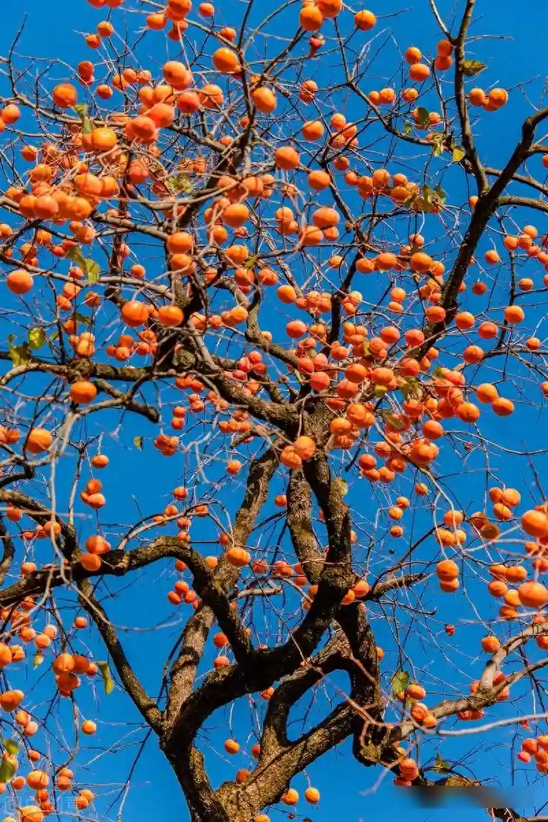 中国的中国水果，甜了中国人一万年
