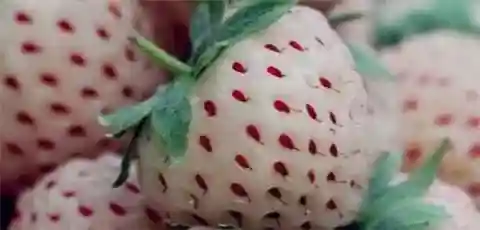 我敢说这些珍稀水果，你听都没听过