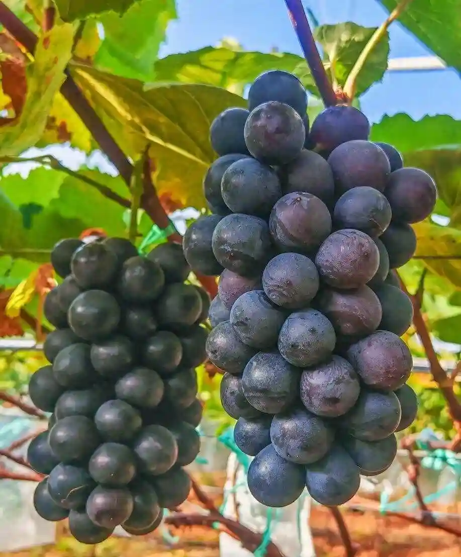 人均1亩，在宾川真能实现“水果自由”