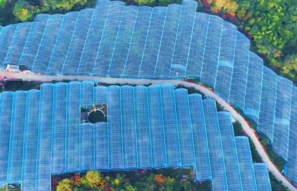 四川仁寿：小小水果 绘出共“富”好“丰”景