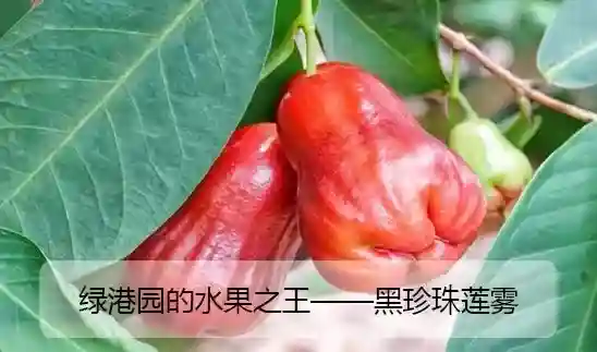 漳州绿港园的水果之王｜黑珍珠莲雾