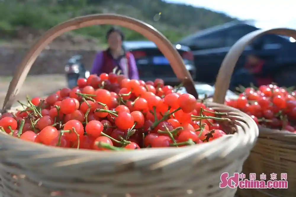 山东青岛：樱桃熟了“水果之乡”引客来