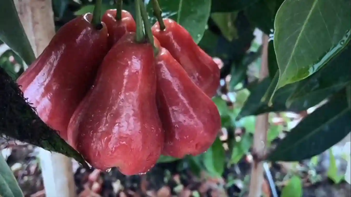 糖度高达13.8！热带水果在济南安家结果