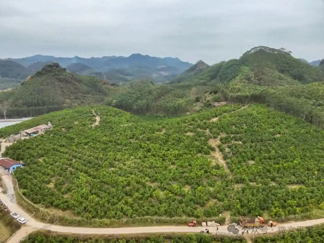 冬季水果“顶流”：四塘镇砂糖橘抢鲜上市