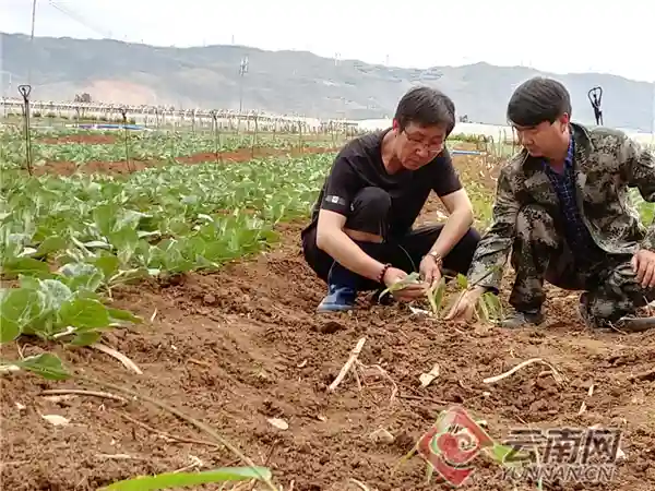 云南陆良：水果笋破土 拱出脱贫新希望