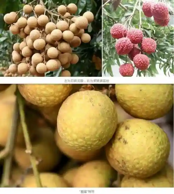龙眼×荔枝=？一种新水果诞生，来“尝”啥味儿