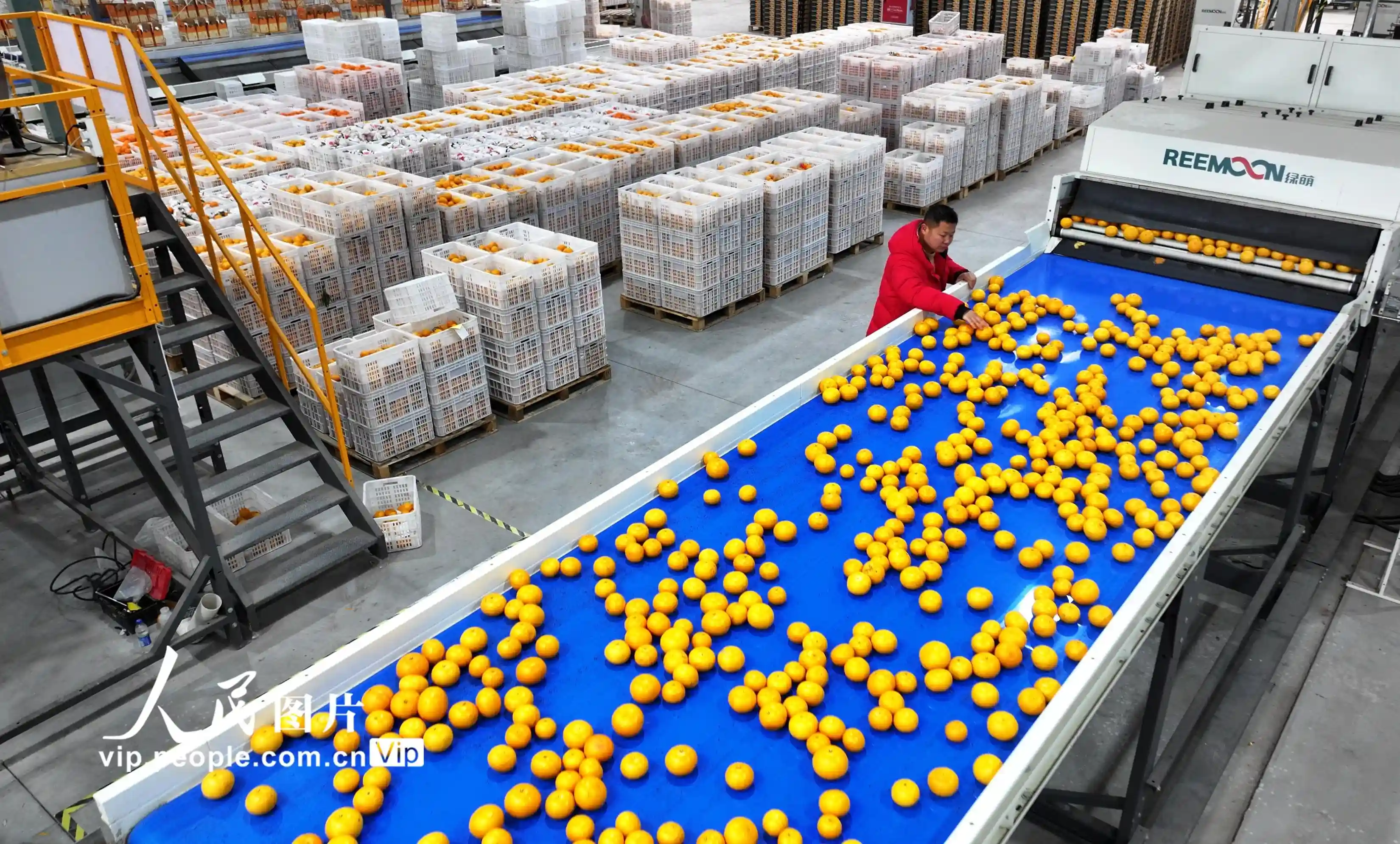 四川仁寿：水果智能分拣 助力提质增效